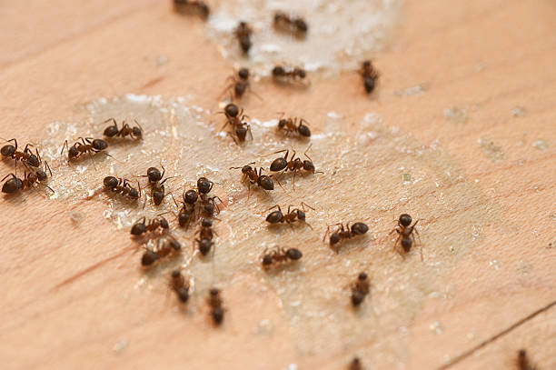 Best Pest Prevention Services  in Rockdale, TX